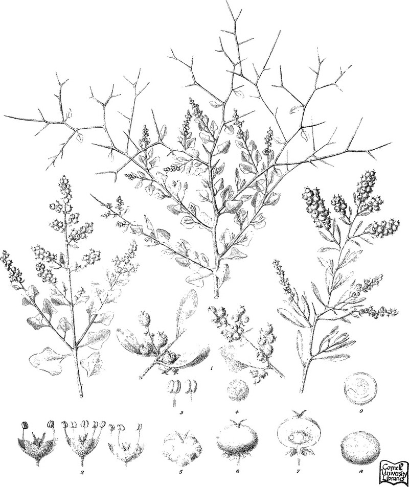 Chenopodium spinescens photo 7