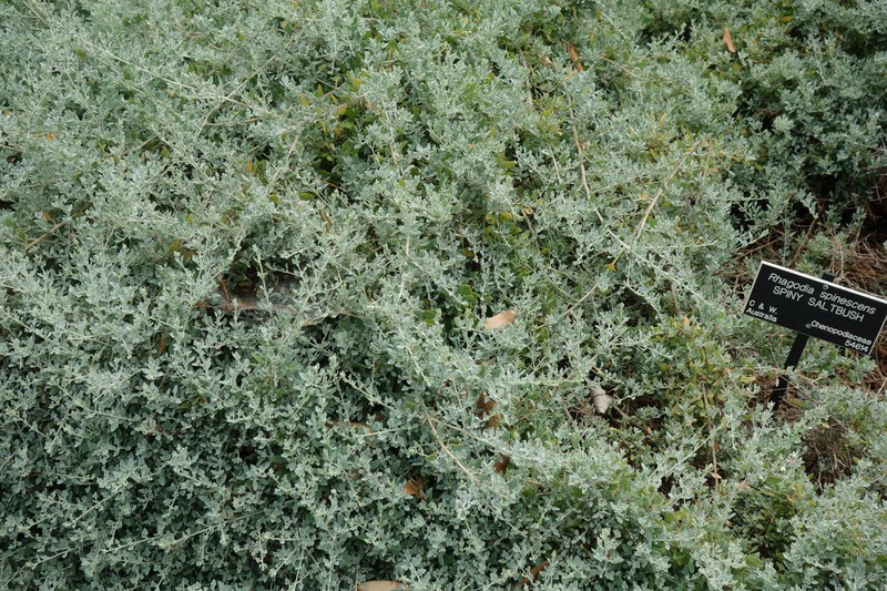 Chenopodium spinescens photo 8