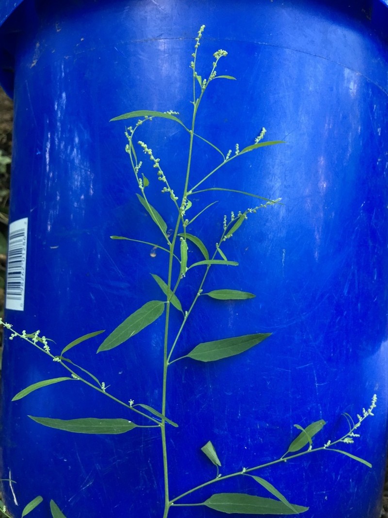Standley's Goosefoot