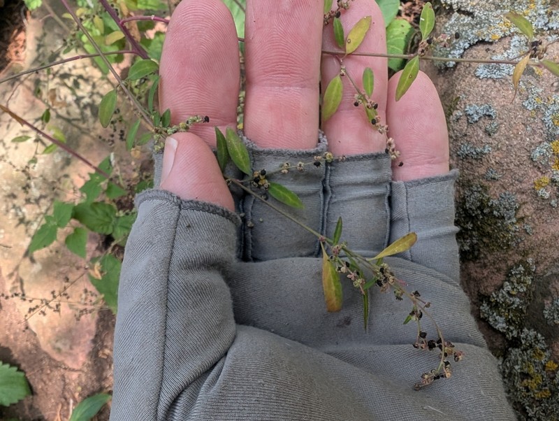 Standley's Goosefoot photo 2