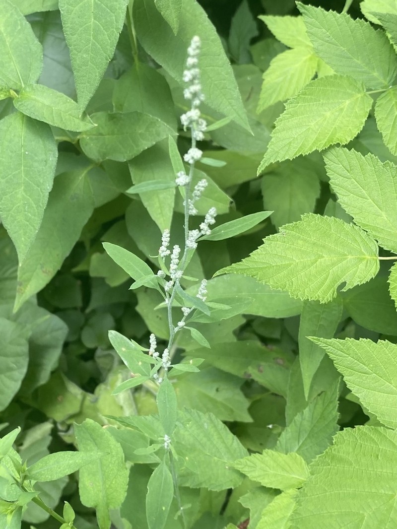 Standley's Goosefoot photo 3