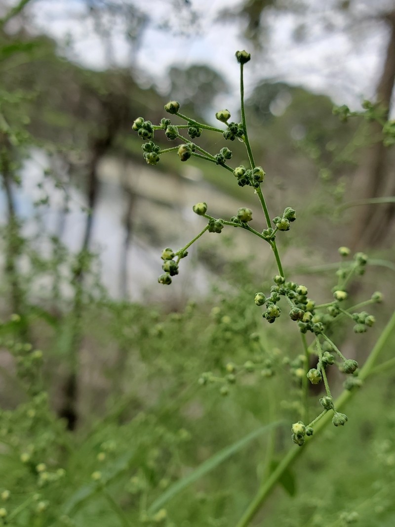 Standley's Goosefoot photo 4
