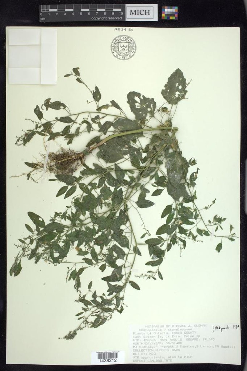 Standley's Goosefoot photo 5