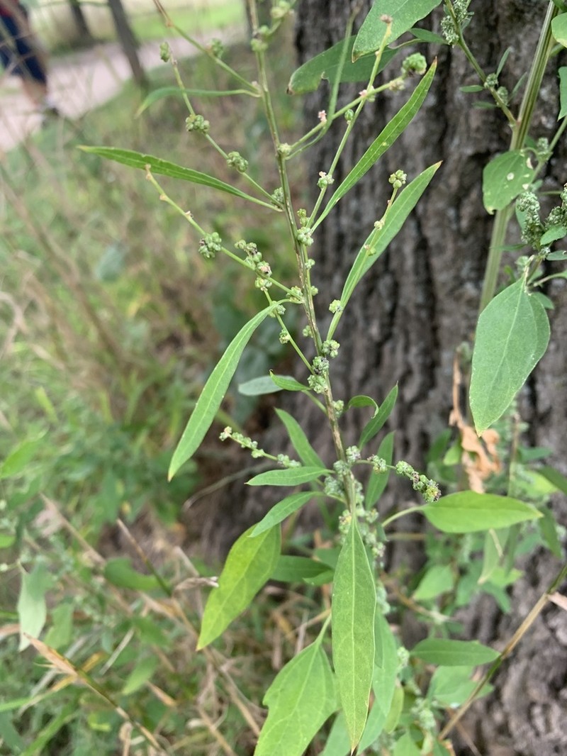 Standley's Goosefoot photo 6