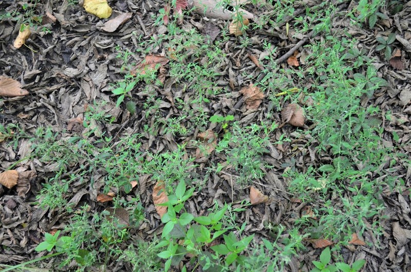 Standley's Goosefoot photo 7