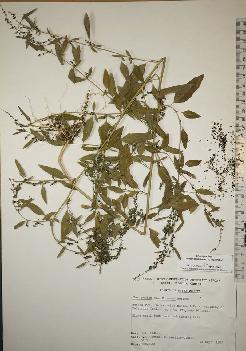 Standley's Goosefoot photo 8