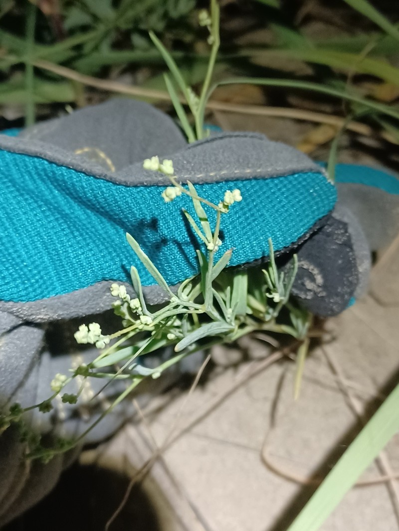 Smooth Goosefoot