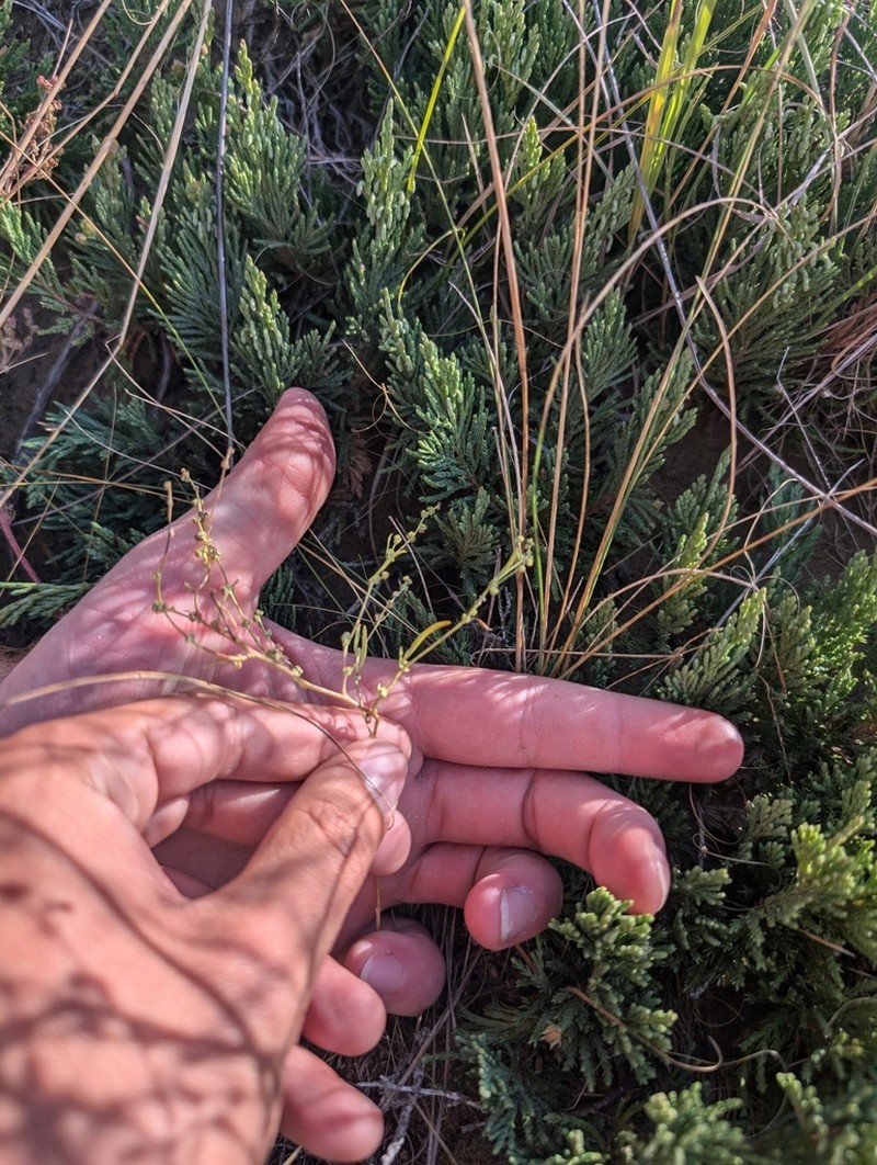 Smooth Goosefoot photo 2