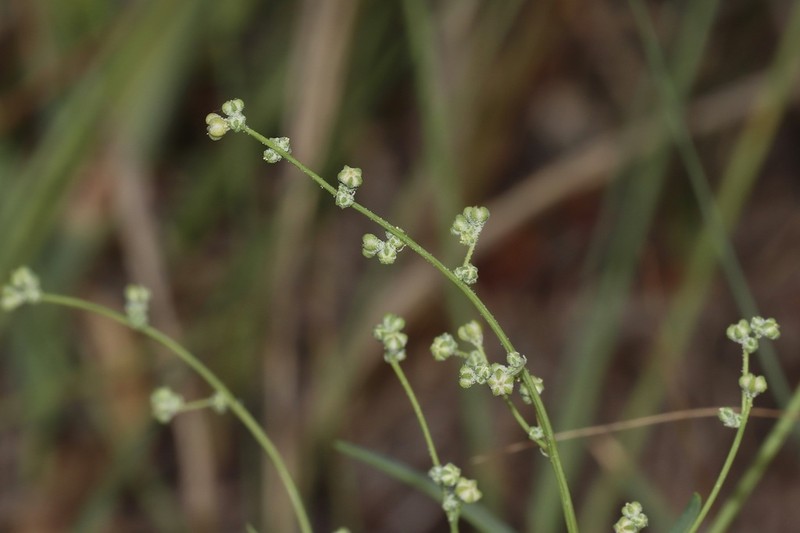 Smooth Goosefoot photo 3