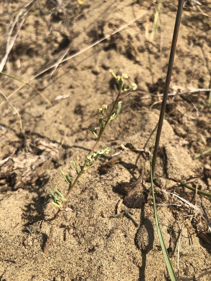 Smooth Goosefoot photo 4