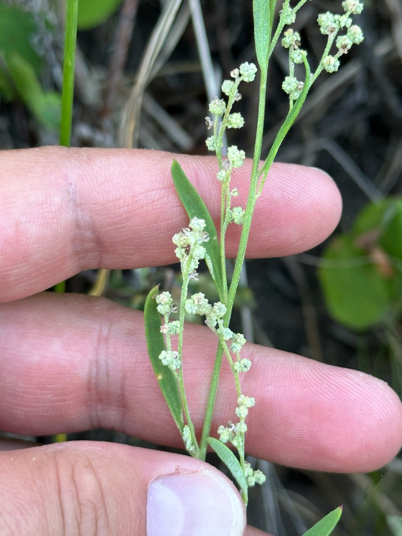 Smooth Goosefoot photo 5