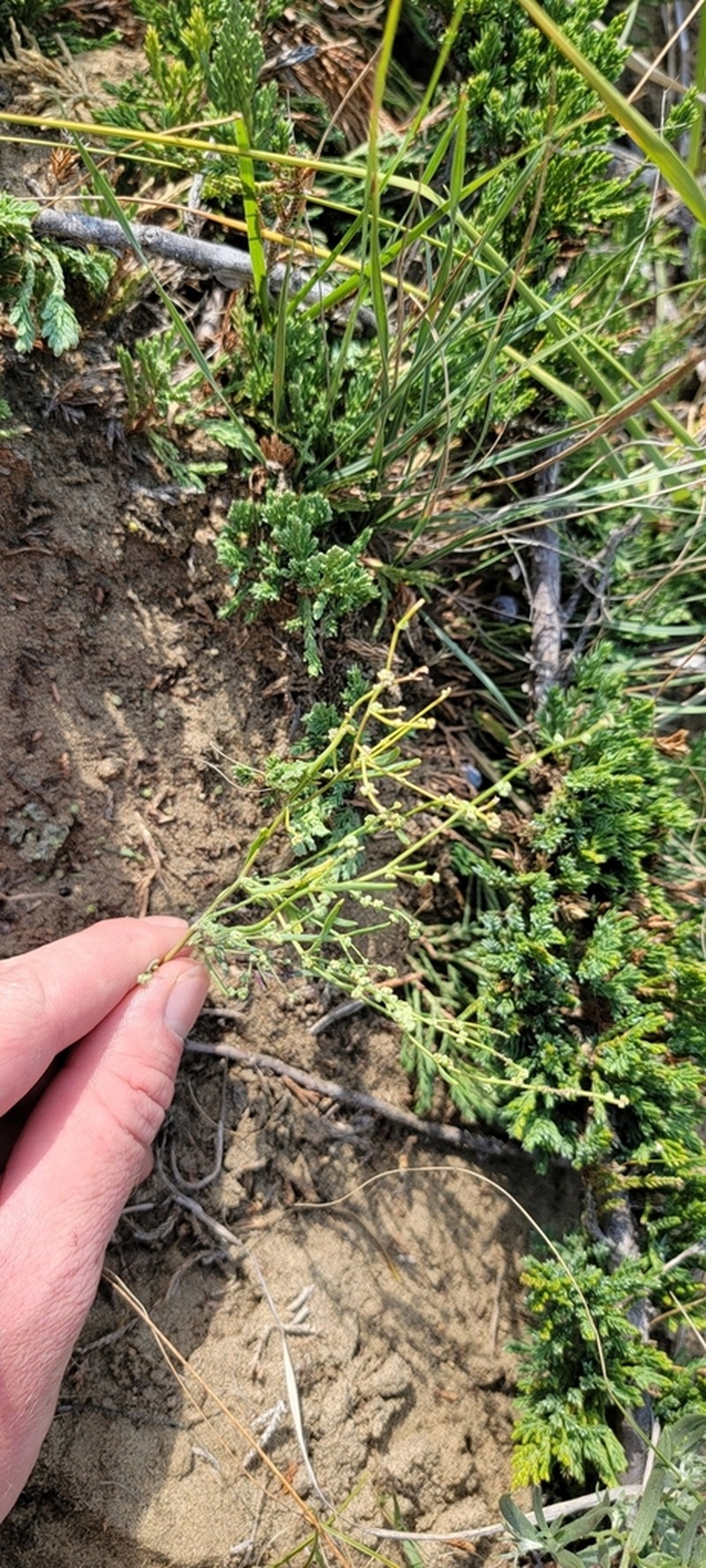 Smooth Goosefoot photo 6