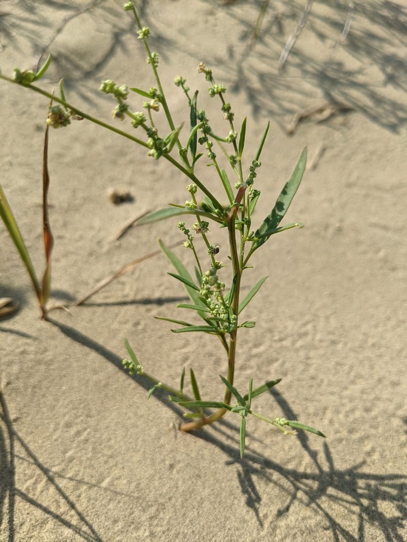 Smooth Goosefoot photo 7