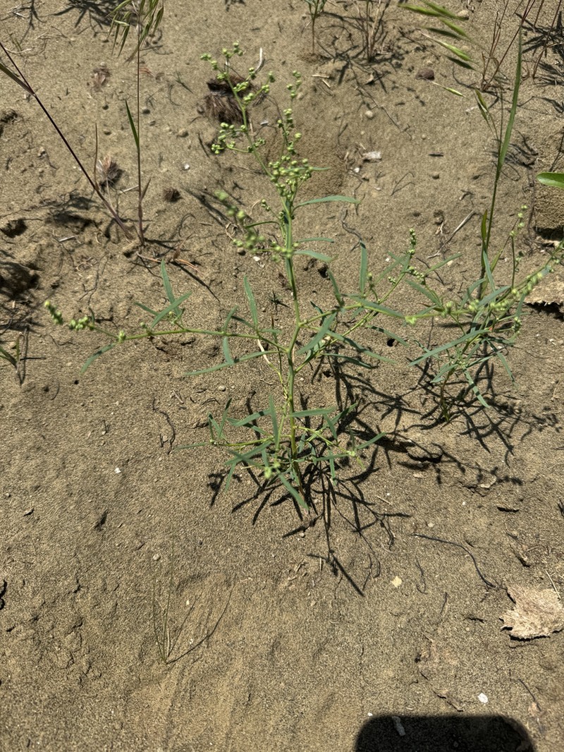 Smooth Goosefoot photo 8