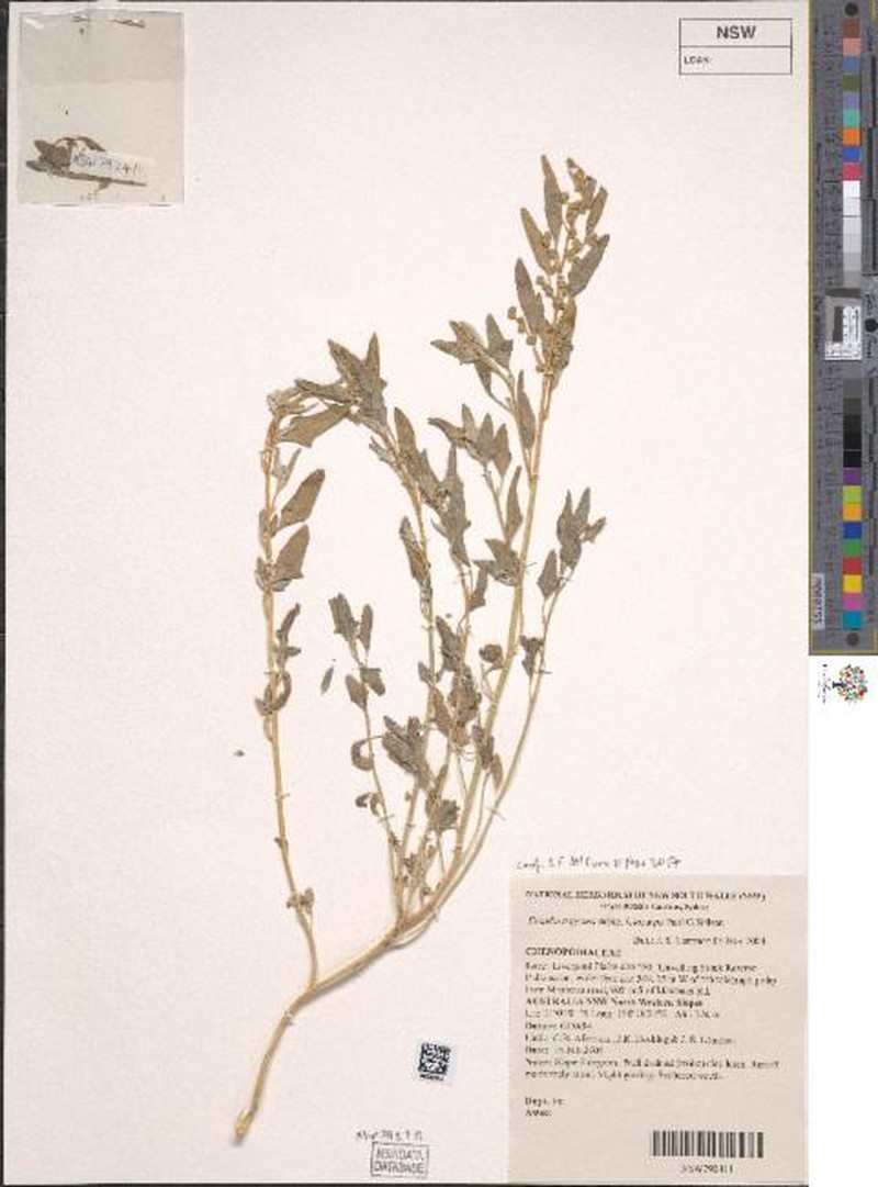 Chenopodium trigonon subsp. leiocarpum