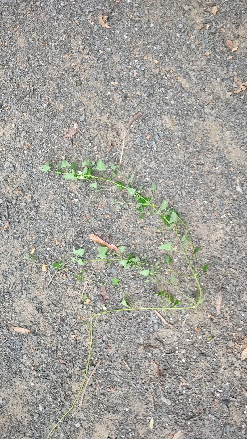 Chenopodium trigonon subsp. stellulatum