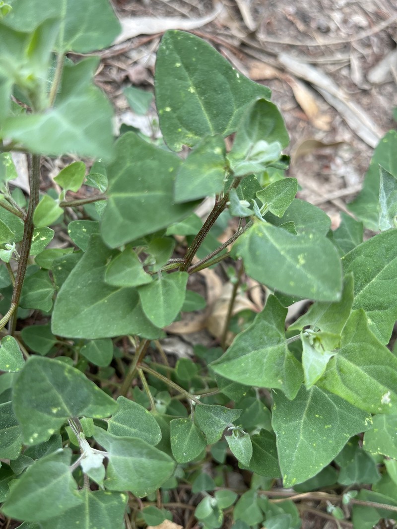 Chenopodium trigonon subsp. stellulatum photo 2