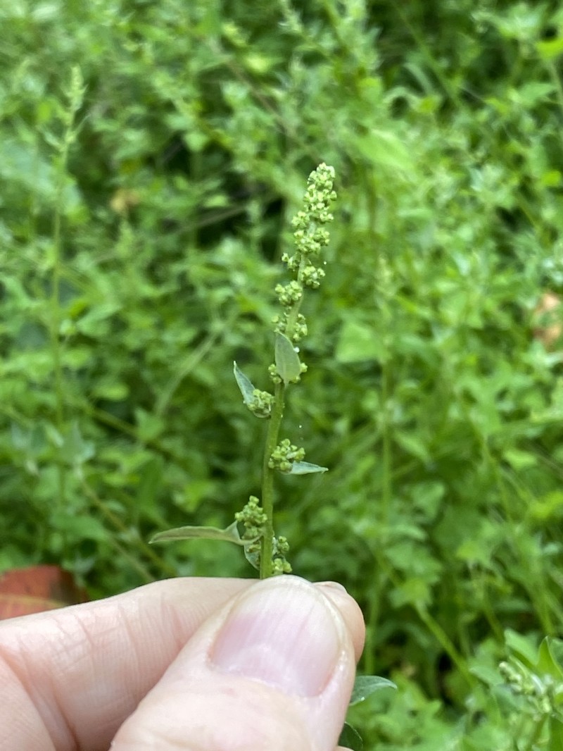 Chenopodium trigonon subsp. stellulatum photo 3