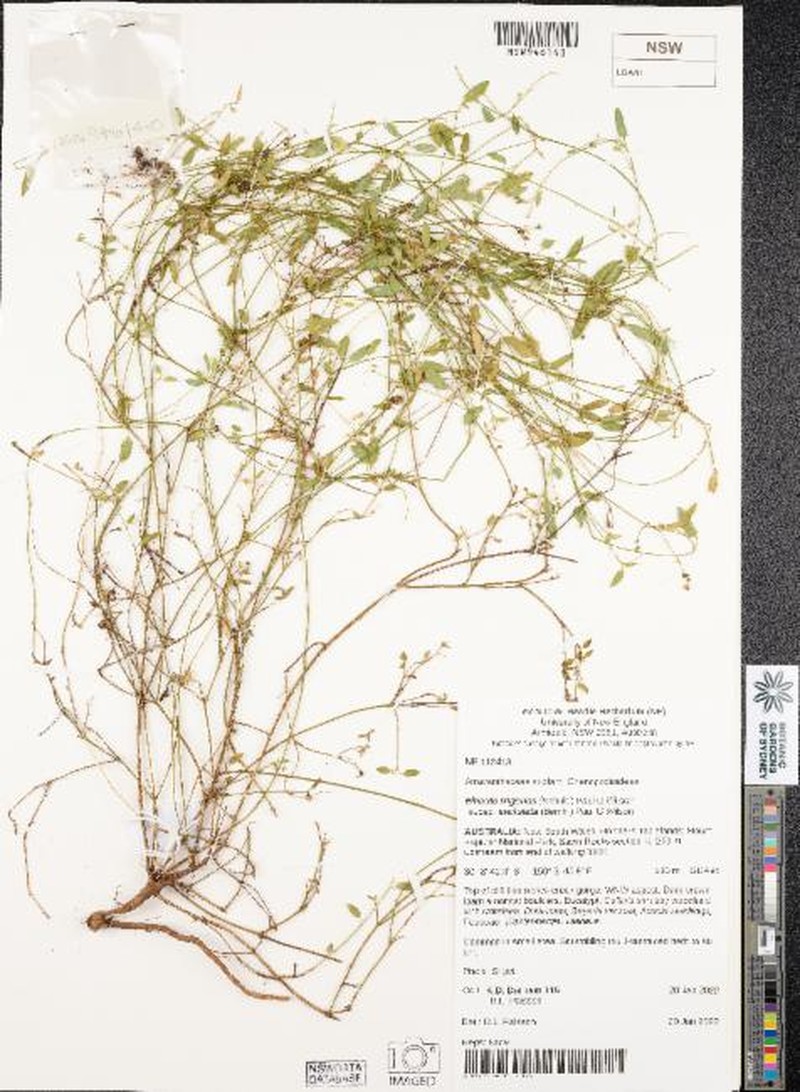 Chenopodium trigonon subsp. stellulatum photo 4