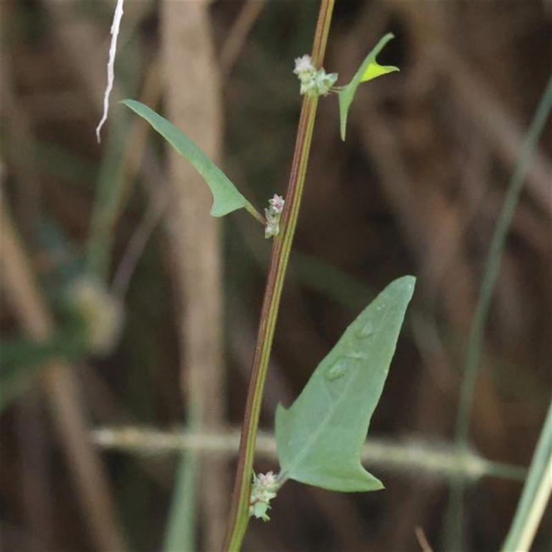 Chenopodium trigonon subsp. trigonon