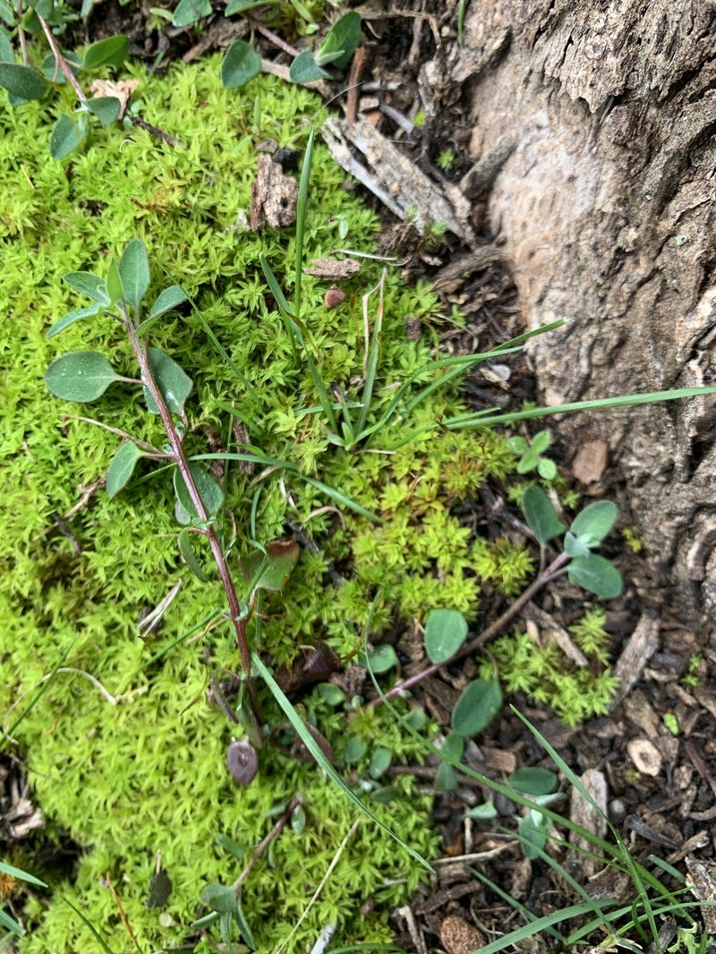 Chenopodium trigonon subsp. trigonon photo 2