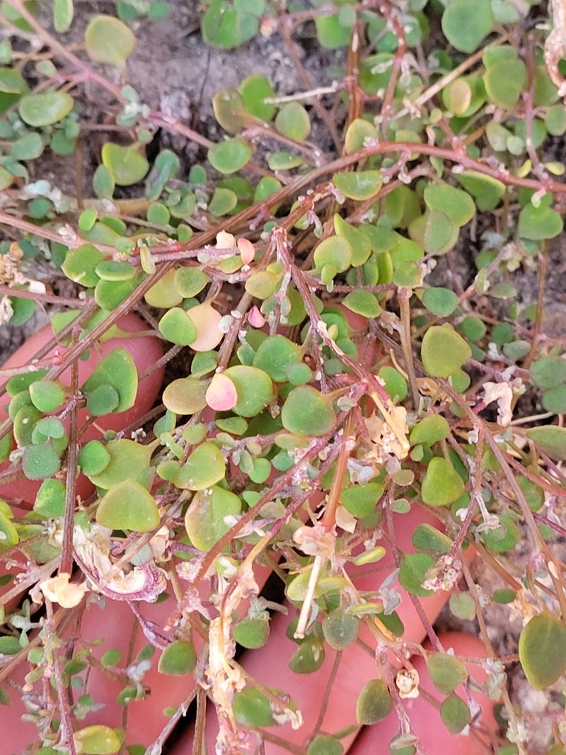 Chenopodium trigonon subsp. trigonon photo 3