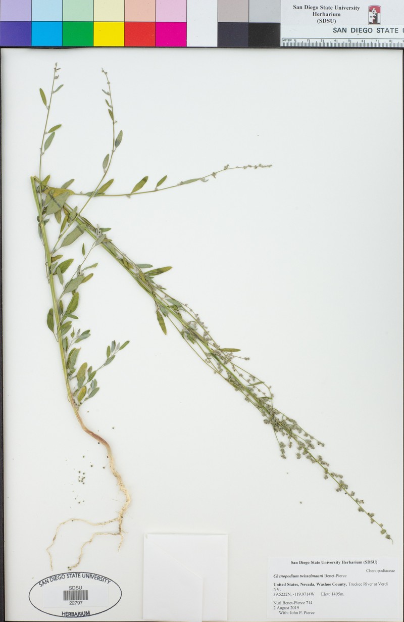 Chenopodium twisselmannii photo 2