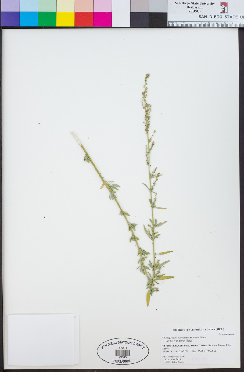Chenopodium twisselmannii photo 3