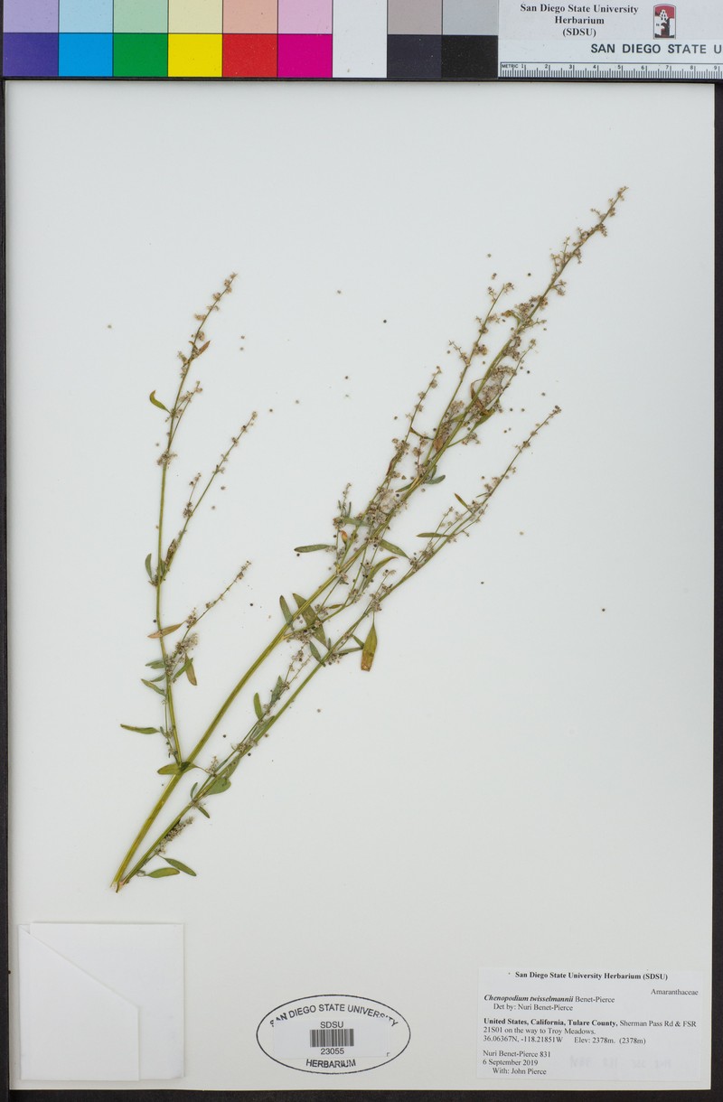 Chenopodium twisselmannii photo 4