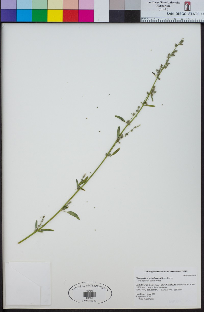 Chenopodium twisselmannii photo 5