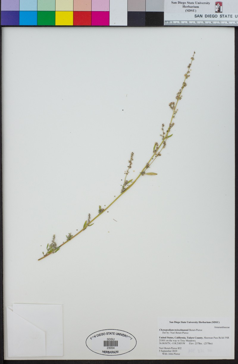 Chenopodium twisselmannii photo 6