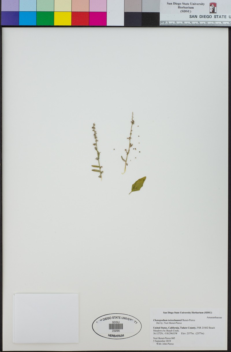 Chenopodium twisselmannii photo 7