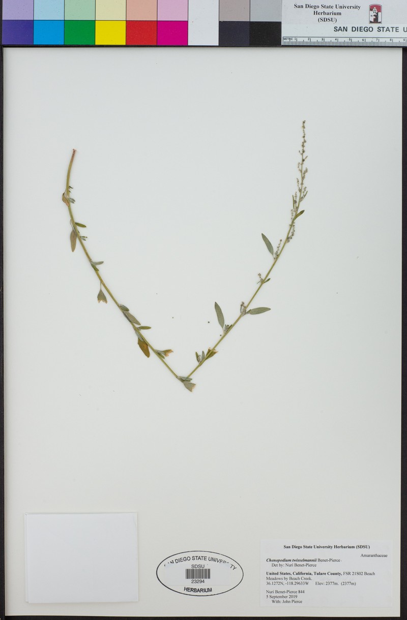 Chenopodium twisselmannii photo 8