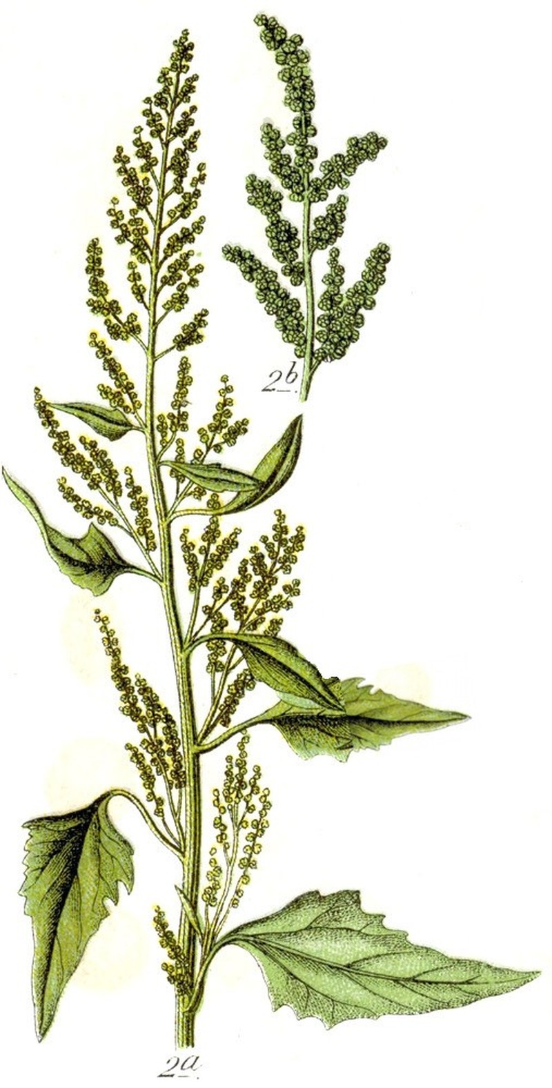 City Goosefoot