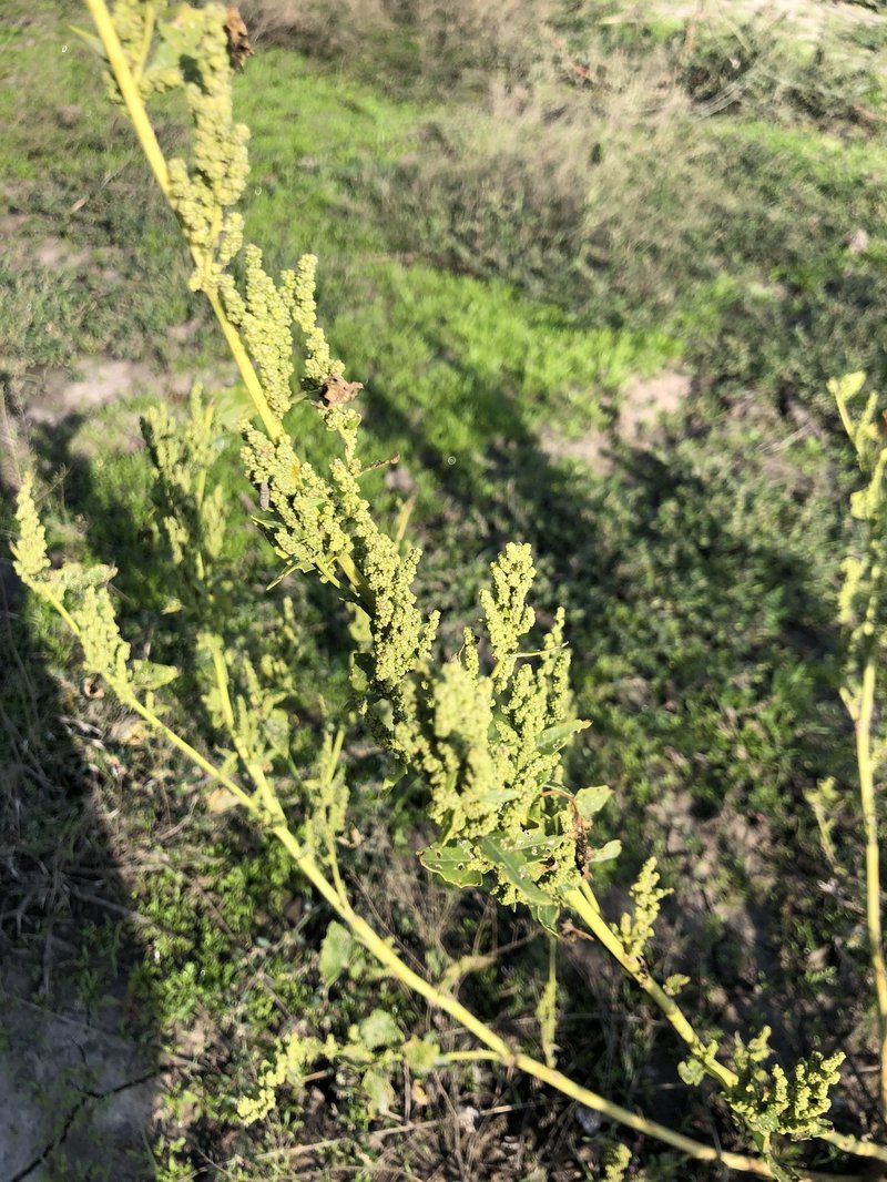 City Goosefoot photo 2