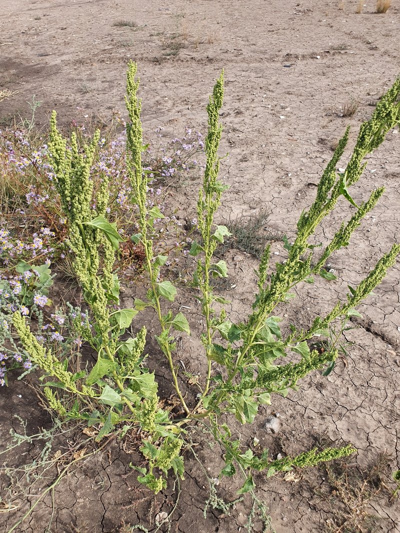 City Goosefoot photo 3