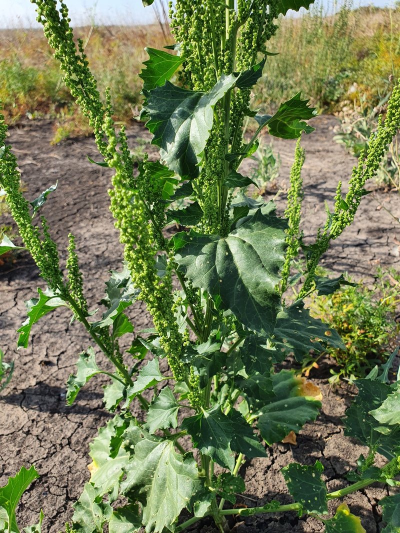 City Goosefoot photo 4