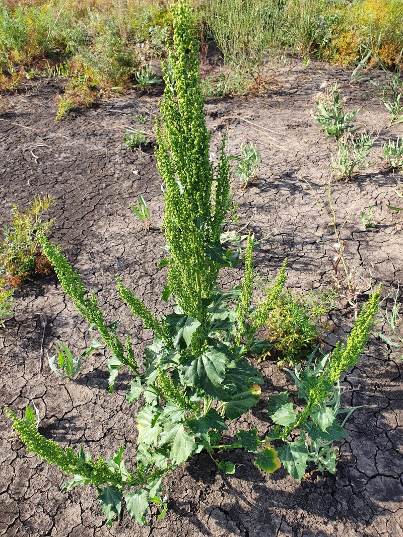 City Goosefoot photo 5