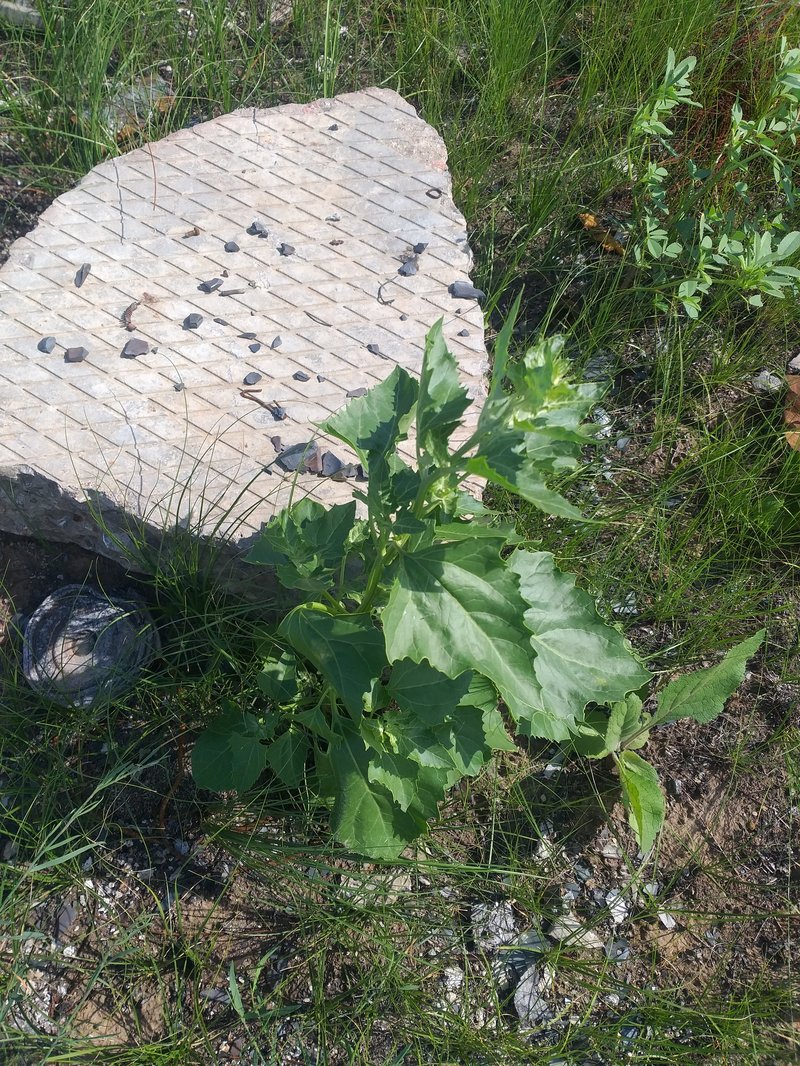 City Goosefoot photo 6