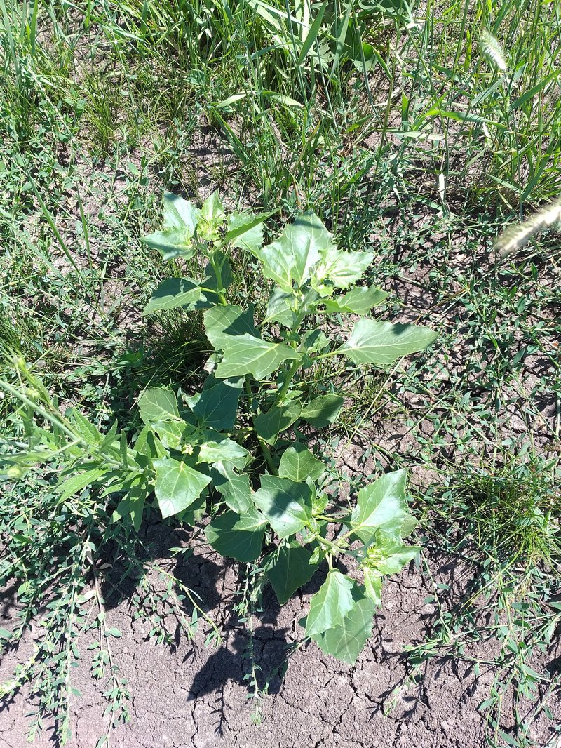 City Goosefoot photo 7