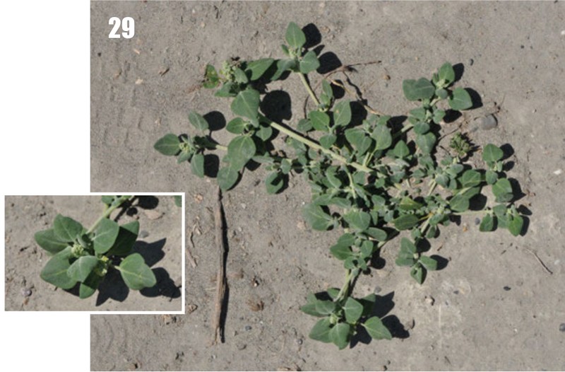 Stinking Goosefoot photo 2