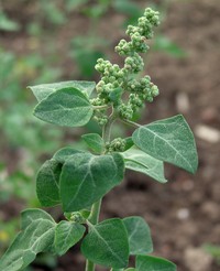 Stinking Goosefoot