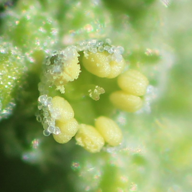 Stinking Goosefoot photo 3