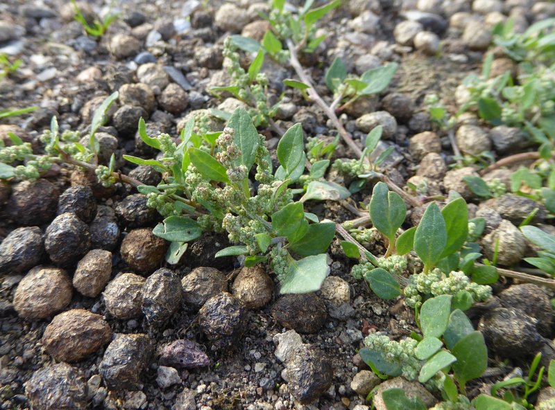 Stinking Goosefoot photo 4