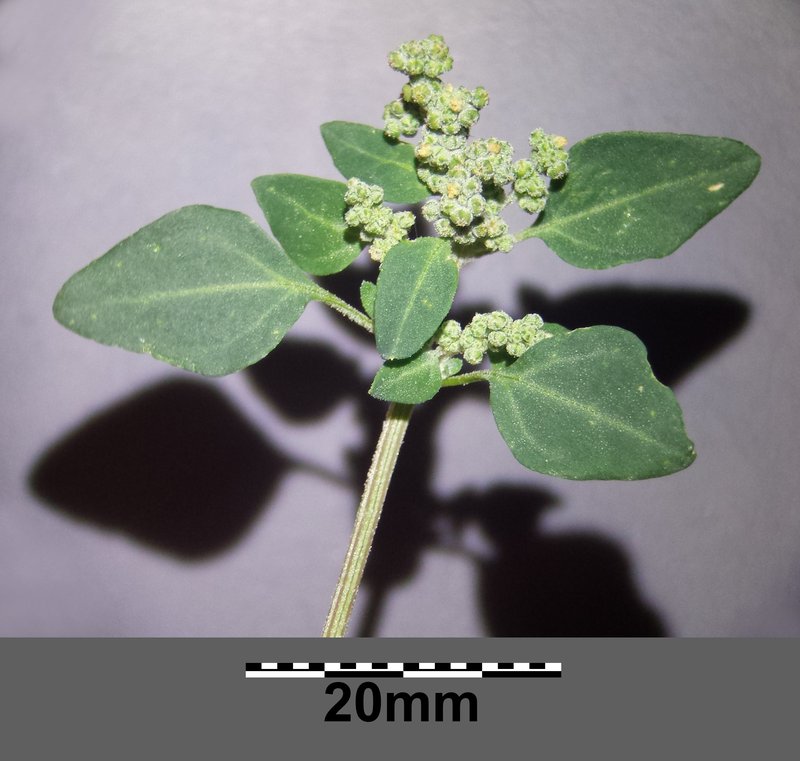 Stinking Goosefoot photo 6