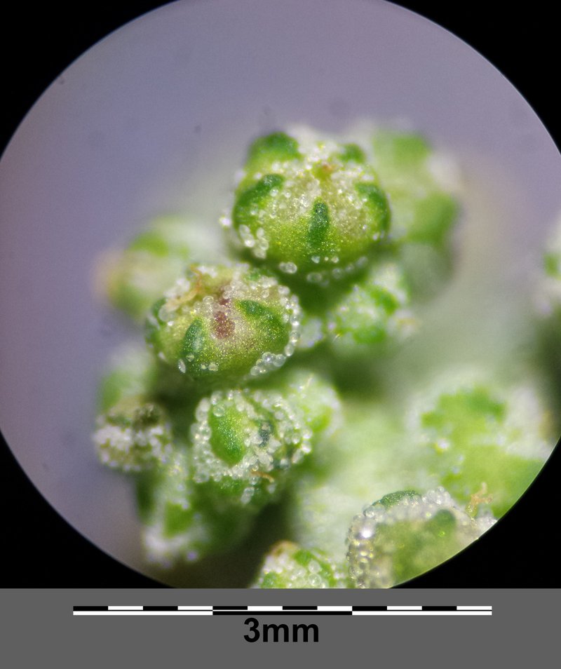 Stinking Goosefoot photo 7