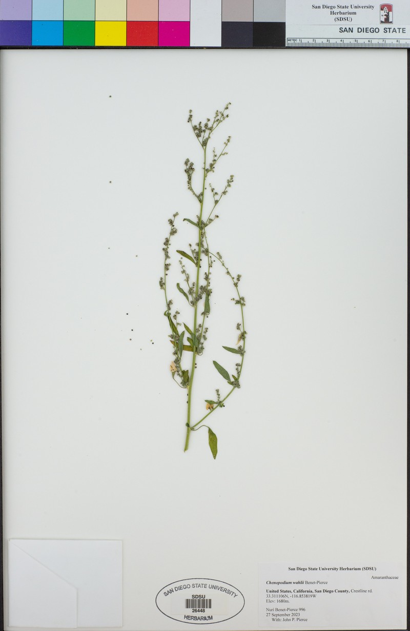 Chenopodium wahlii