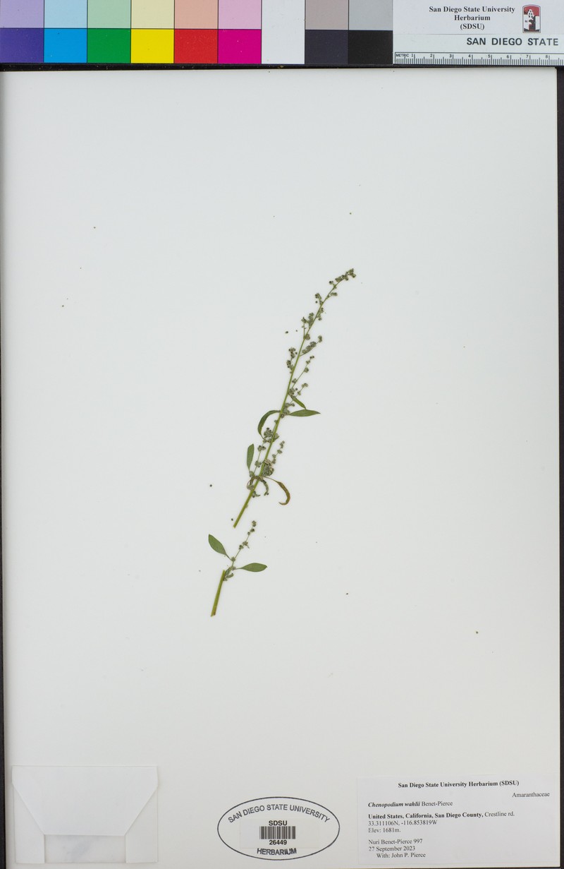 Chenopodium wahlii photo 2