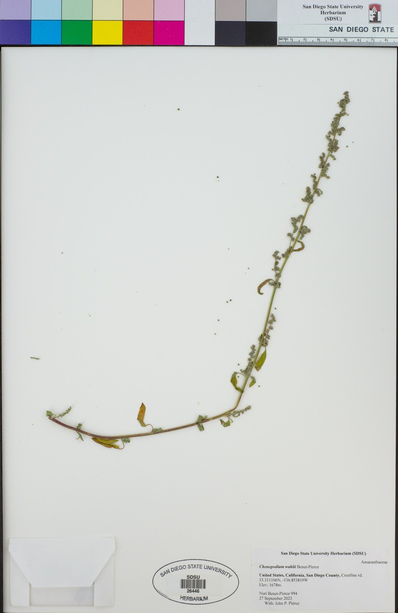 Chenopodium wahlii photo 3