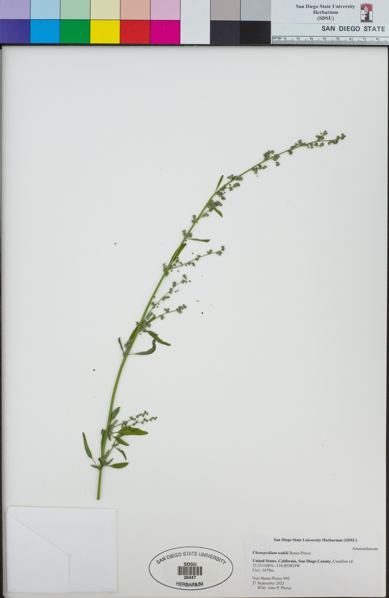 Chenopodium wahlii photo 4